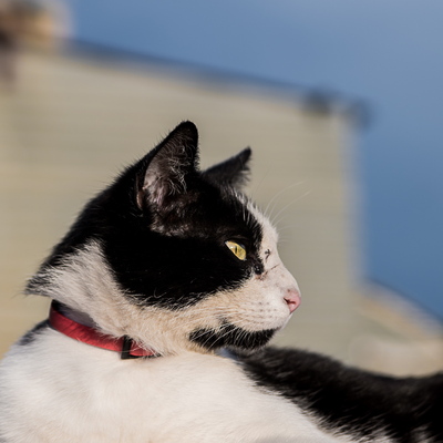 Animaux
